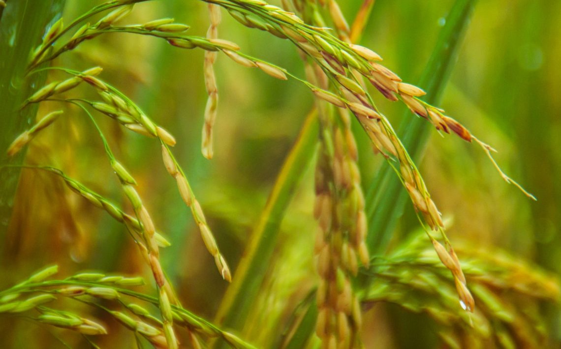green wheat in macro shot