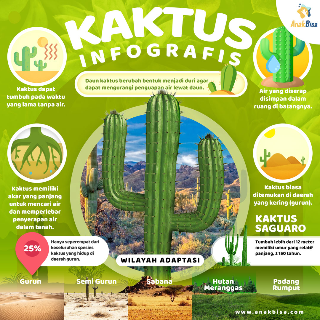 kaktus