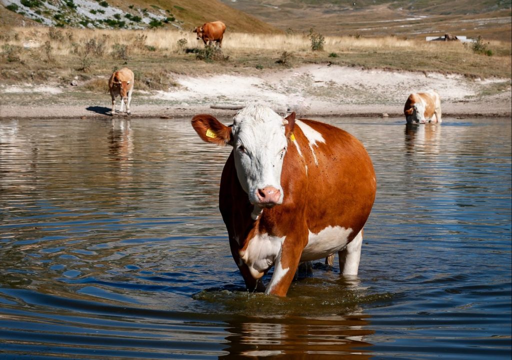 sapi, mamalia, anakbisa