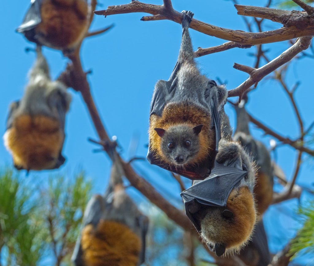 brown and gray squirrel on brown tree branch during daytime