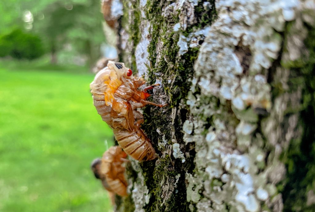 tonggeret, brood x, cicada