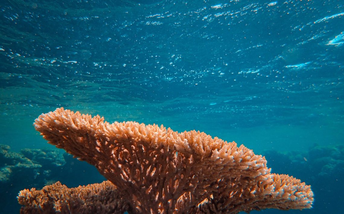 brown coral reef in blue water