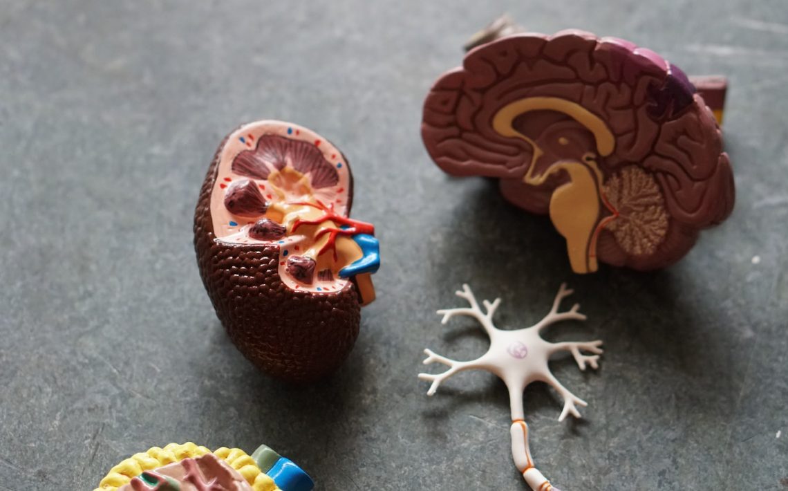 brown human organs learning equipment