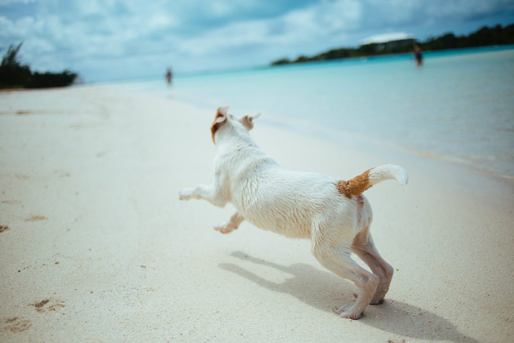 short-coated white and brown dog running in the seashore