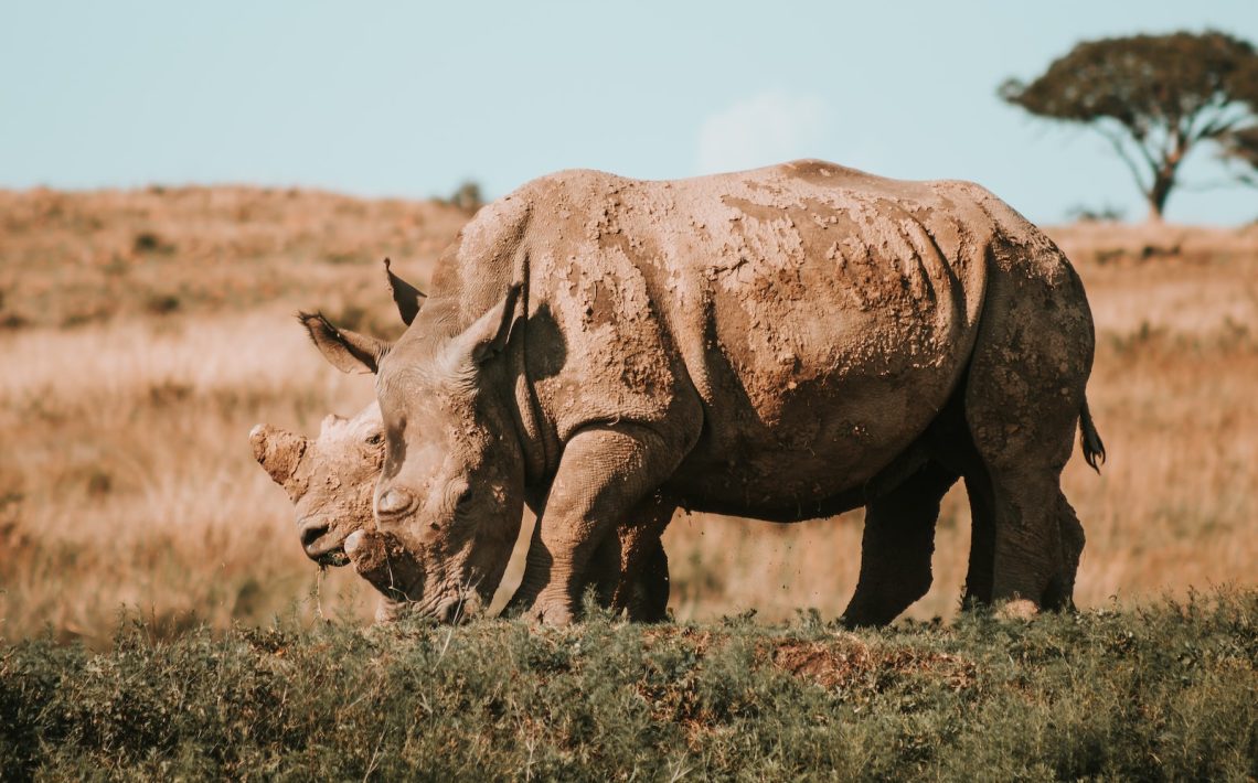 rhinoceros grazing