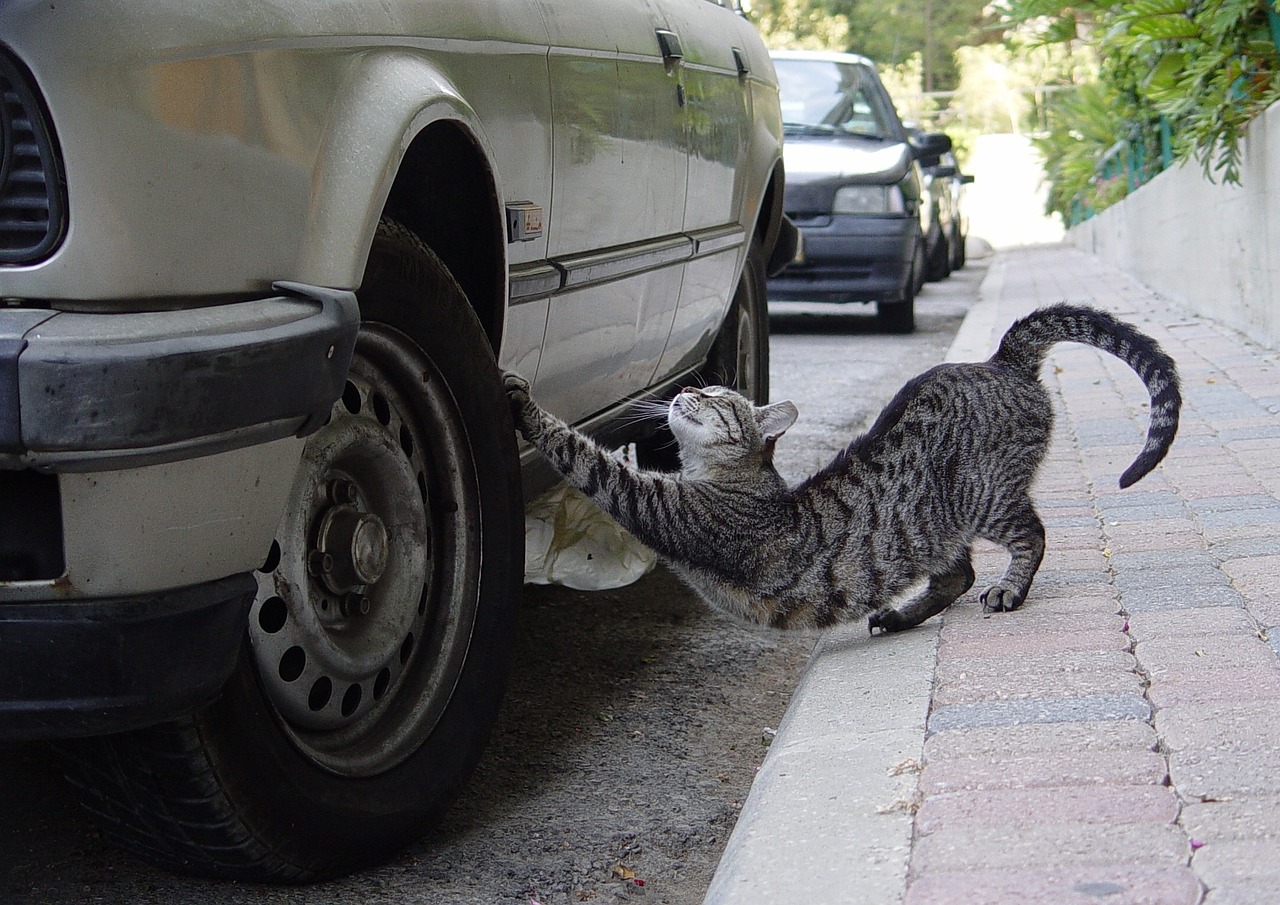 stretch, cat, tire