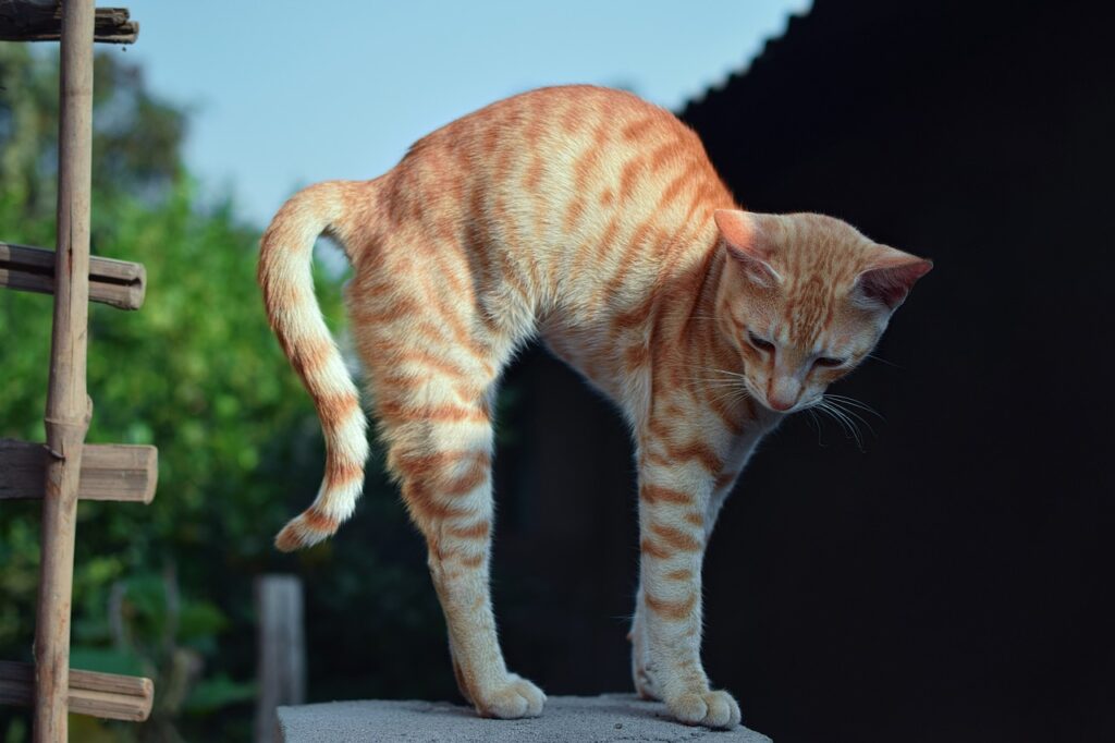 cat, kitten, stretching