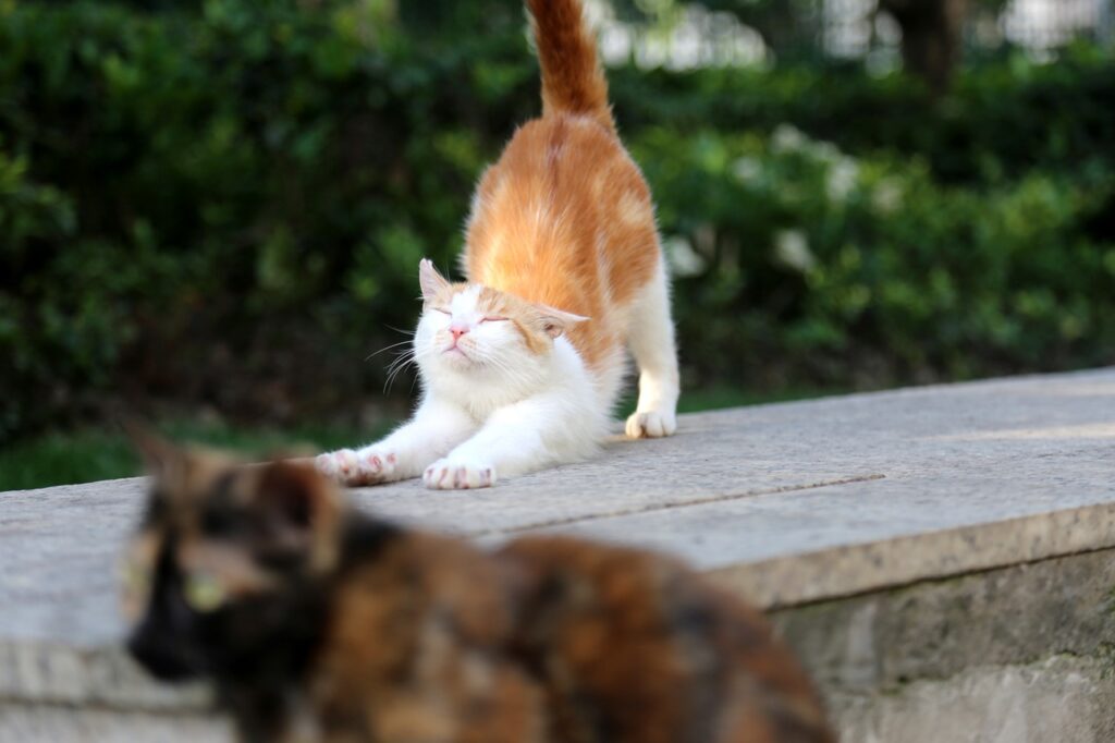 cat, stray cat, stretching
