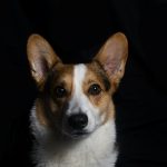 brown and white corgi in front of black textile