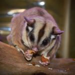 anakbisa, hewan marsupial,