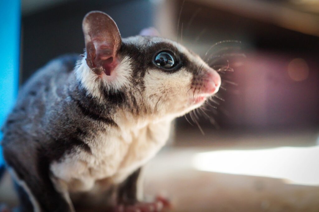 anakbisa, hewan marsupial, sugar gliders,