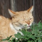 anakbisa, kenapa kucing suka catnip,