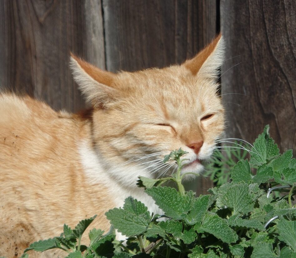 anakbisa, kenapa kucing suka catnip,