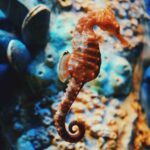 anakbisa, kuda laut jantan,