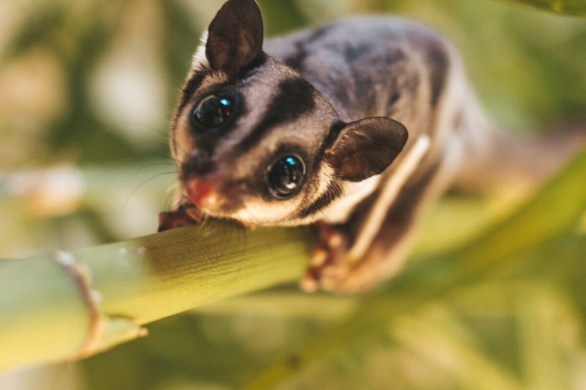 sugar gliders, hewan marsupial, anakbisa, 