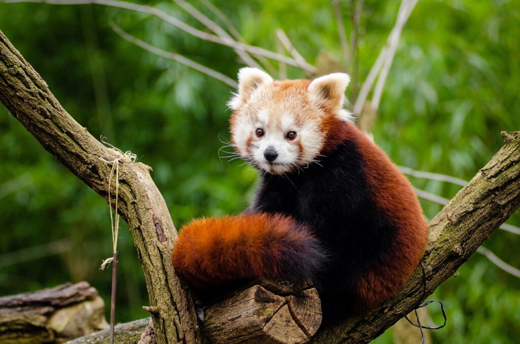 anakbisa, red panda
