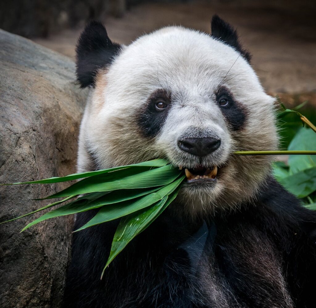 anakbisa, panda merah, 