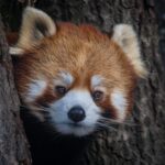 anakbisa, panda merah,