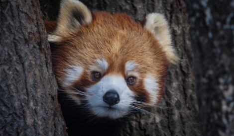 anakbisa, panda merah,