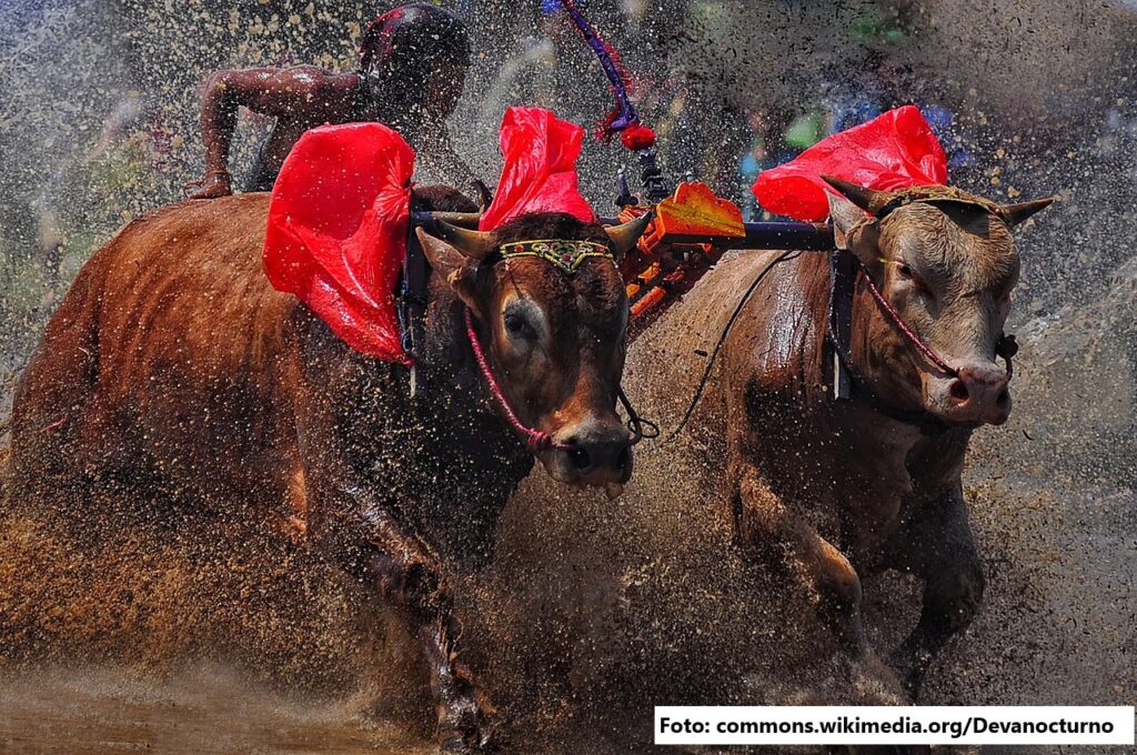 karapan sapi, anakbisa, olahraga tradisional, madura,